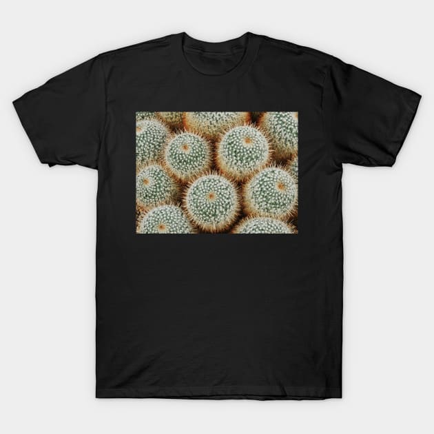 Cacti Galore T-Shirt by AlexaZari